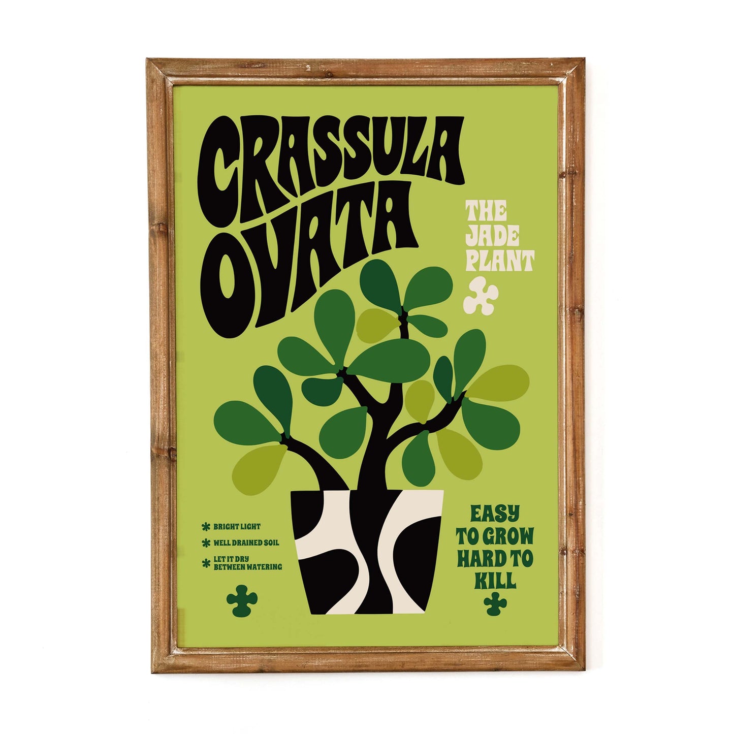 Crassula Ovata Jade Plant Print