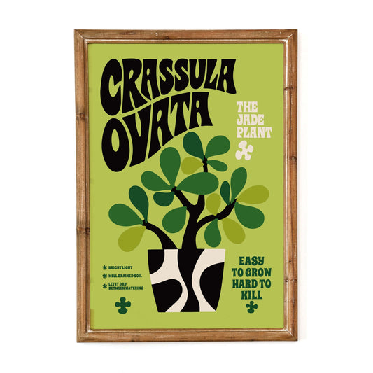 Crassula Ovata Jade Plant Print