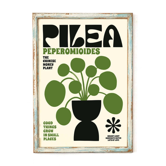 Pilea Money Plant Poster