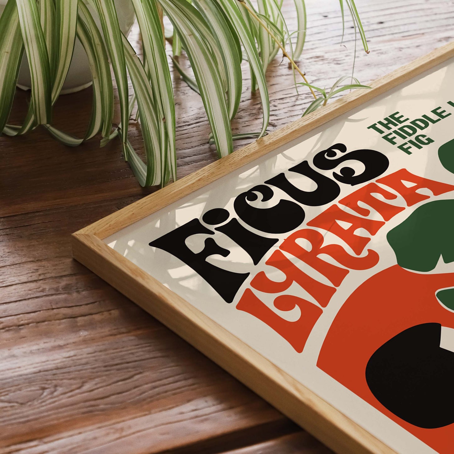 Ficus Lyrata Plant Art Print